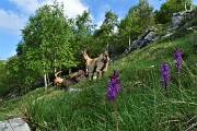 Spettacolo di narcisi e di amici sul Linzone (1392 m) il 12 maggio 2018 - FOTOGALLERY